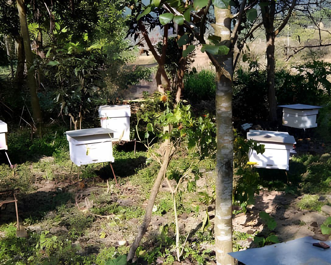 BEE FARM